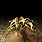 20060330_gu_en_img241.gif