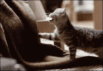 i13710384381.gif